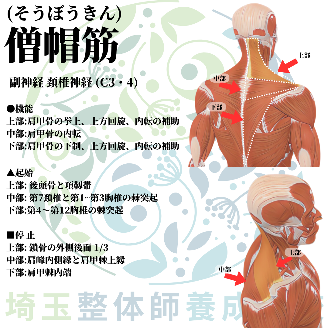 埼玉県さいたま市で整体師の資格を短期で最短2ヶ月で安く取得！ブログ画像上肢1