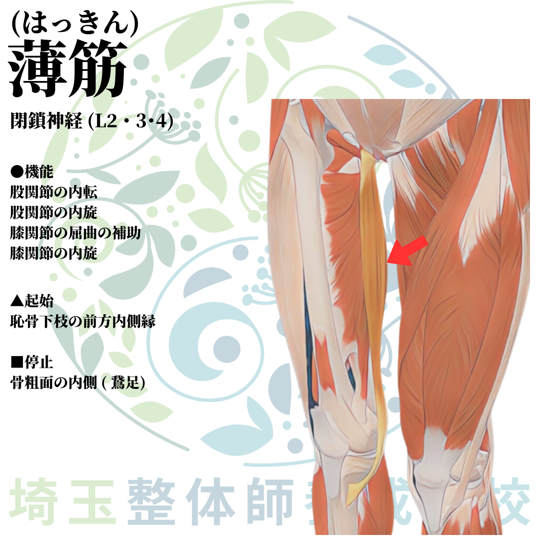 埼玉県さいたま市で整体師の資格を短期で最短2ヶ月で安く取得!ブログ画像2-10