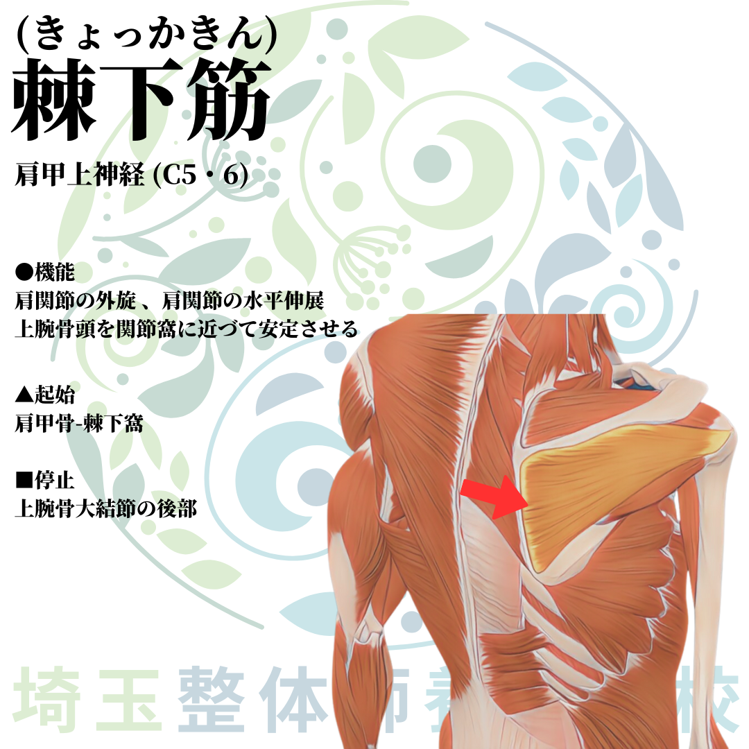 埼玉県さいたま市で整体師の資格を短期で最短2ヶ月で安く取得！ブログ画像上肢10