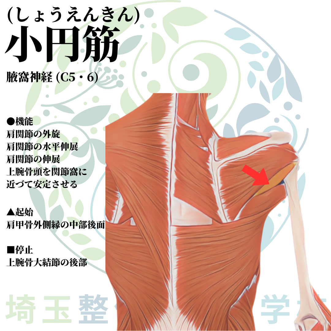 埼玉県さいたま市で整体師の資格を短期で最短2ヶ月で安く取得！ブログ画像上肢11