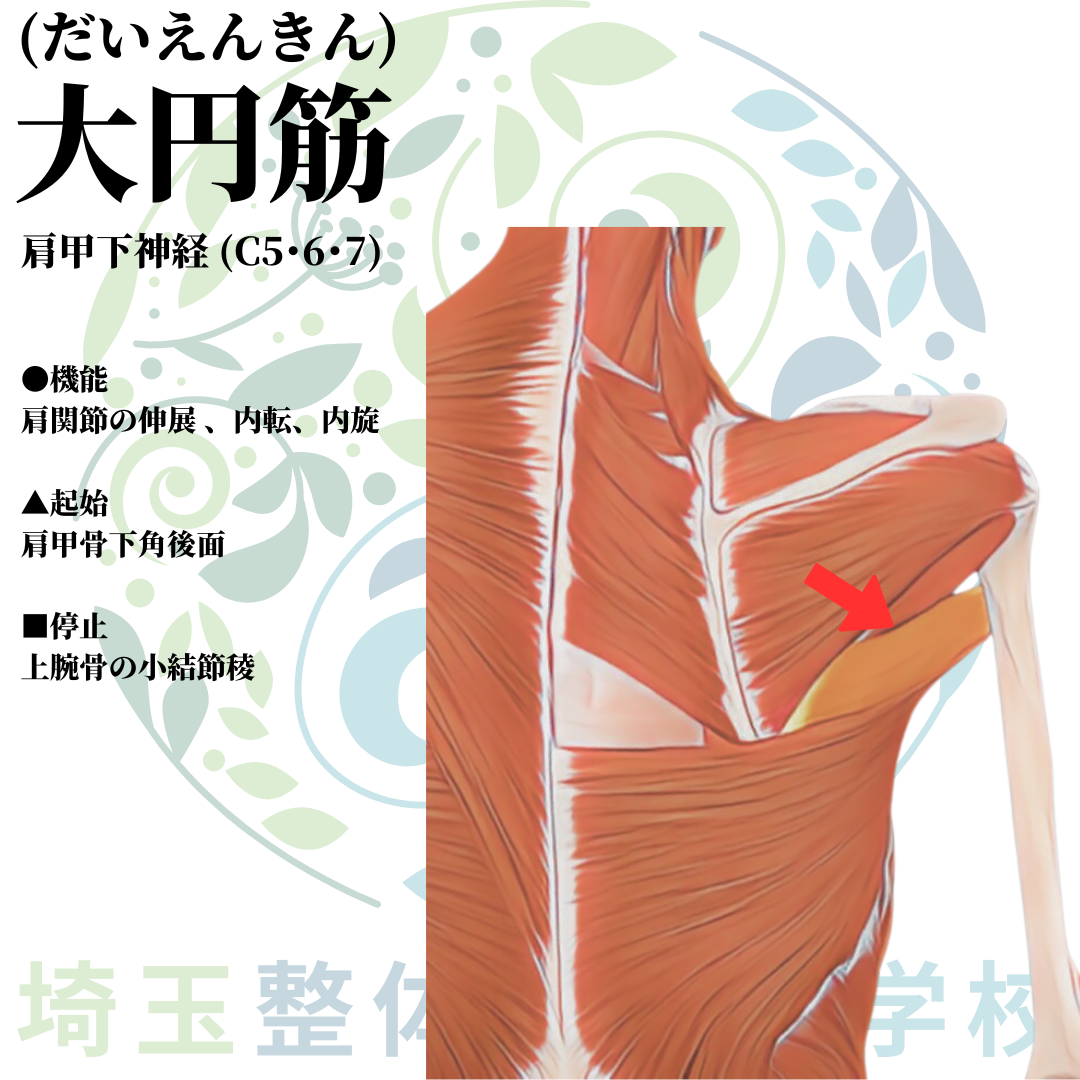 埼玉県さいたま市で整体師の資格を短期で最短2ヶ月で安く取得!ブログ画像上肢13