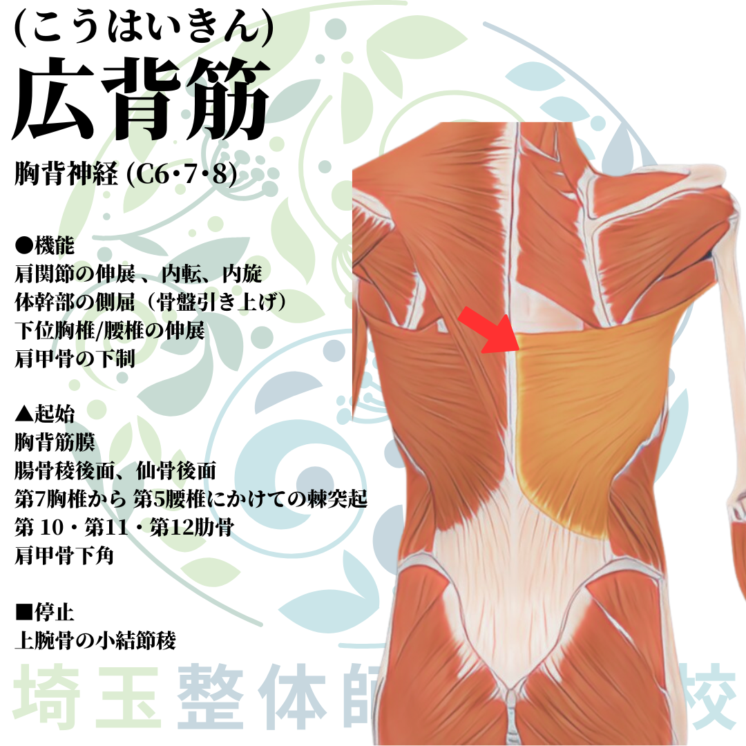 埼玉県さいたま市で整体師の資格を短期で最短2ヶ月で安く取得！ブログ画像上肢14