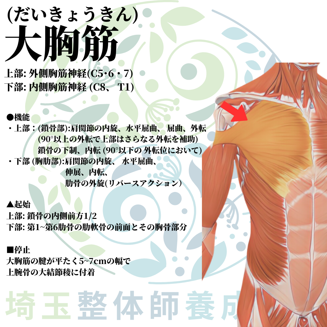 埼玉県さいたま市で整体師の資格を短期で最短2ヶ月で安く取得！ブログ画像上肢15