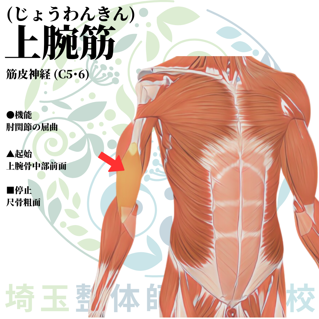 埼玉県さいたま市で整体師の資格を短期で最短2ヶ月で安く取得!ブログ画像上肢16