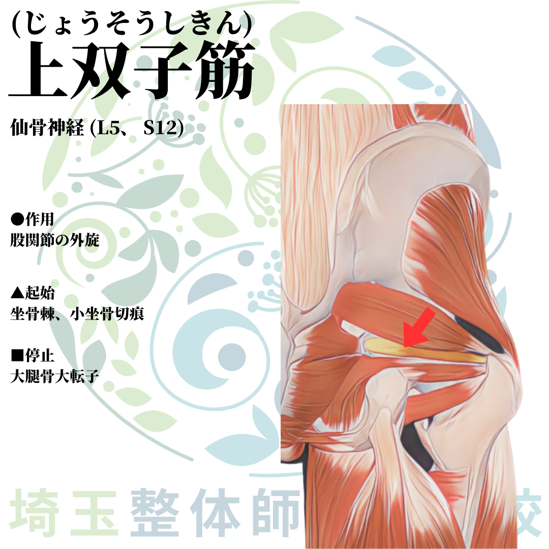 埼玉県さいたま市で整体師の資格を短期で最短2ヶ月で安く取得！ブログ画像2-17