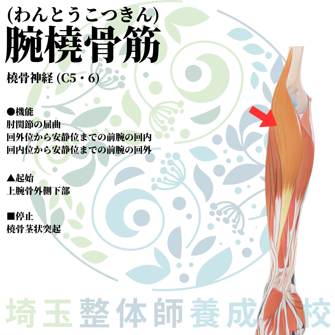 埼玉県さいたま市で整体師の資格を短期で最短2ヶ月で安く取得!ブログ画像上肢18