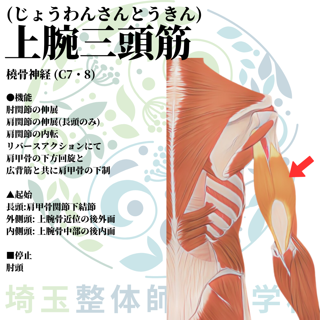 埼玉県さいたま市で整体師の資格を短期で最短2ヶ月で安く取得!ブログ画像上肢19