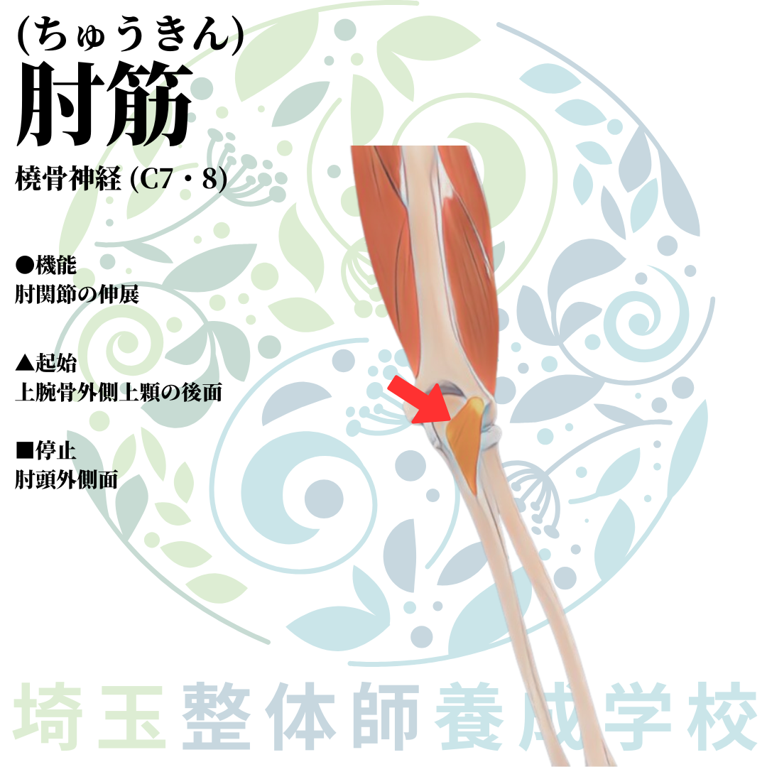 埼玉県さいたま市で整体師の資格を短期で最短2ヶ月で安く取得!ブログ画像上肢20