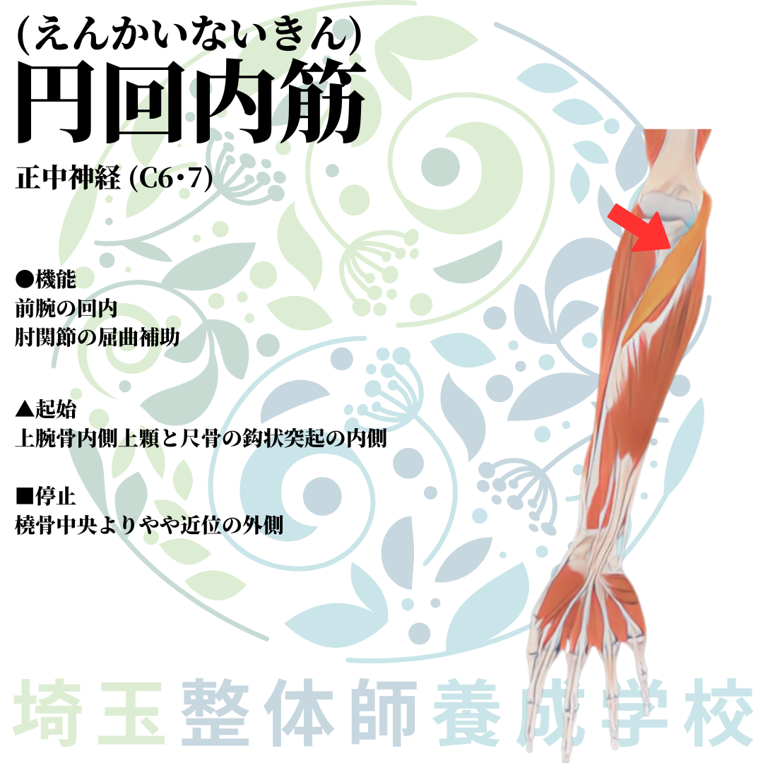 埼玉県さいたま市で整体師の資格を短期で最短2ヶ月で安く取得!ブログ画像上肢21
