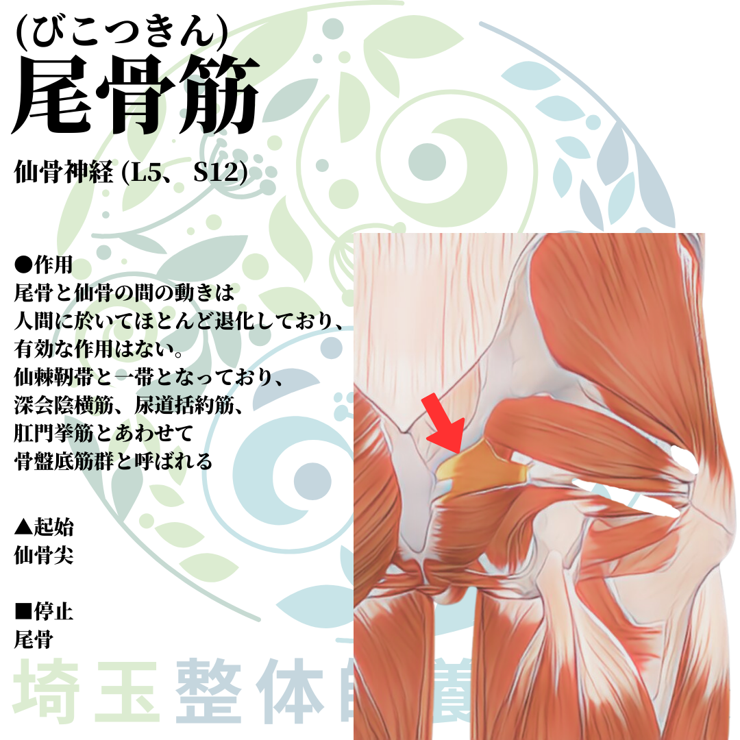 埼玉県さいたま市で整体師の資格を短期で最短2ヶ月で安く取得！ブログ画像2-22