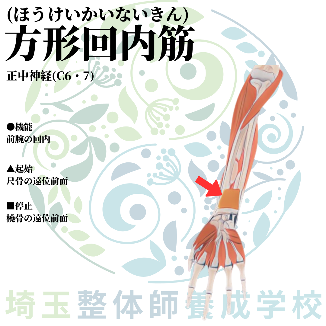 埼玉県さいたま市で整体師の資格を短期で最短2ヶ月で安く取得!ブログ画像上肢22