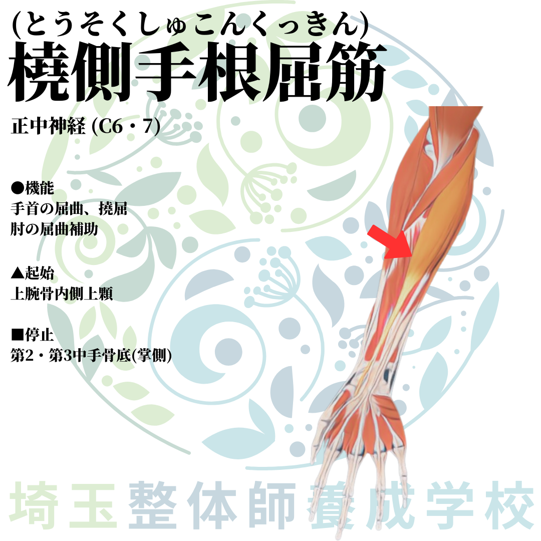 埼玉県さいたま市で整体師の資格を短期で最短2ヶ月で安く取得!ブログ画像上肢24