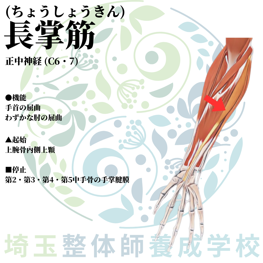 埼玉県さいたま市で整体師の資格を短期で最短2ヶ月で安く取得!ブログ画像上肢25