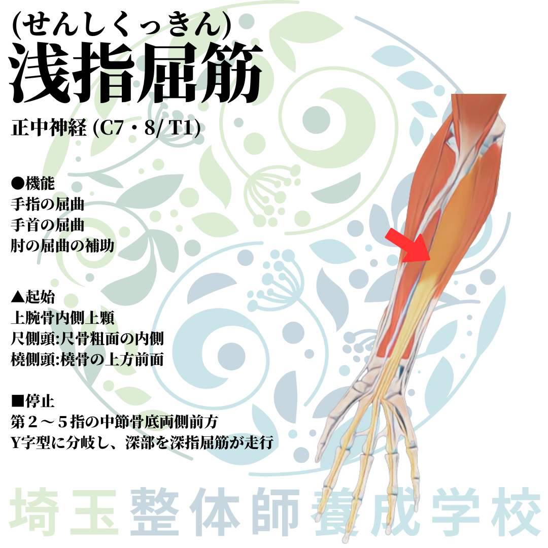 埼玉県さいたま市で整体師の資格を短期で最短2ヶ月で安く取得!ブログ画像上肢26