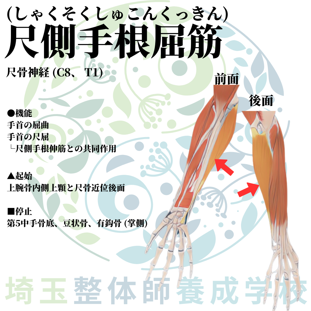 埼玉県さいたま市で整体師の資格を短期で最短2ヶ月で安く取得!ブログ画像上肢28