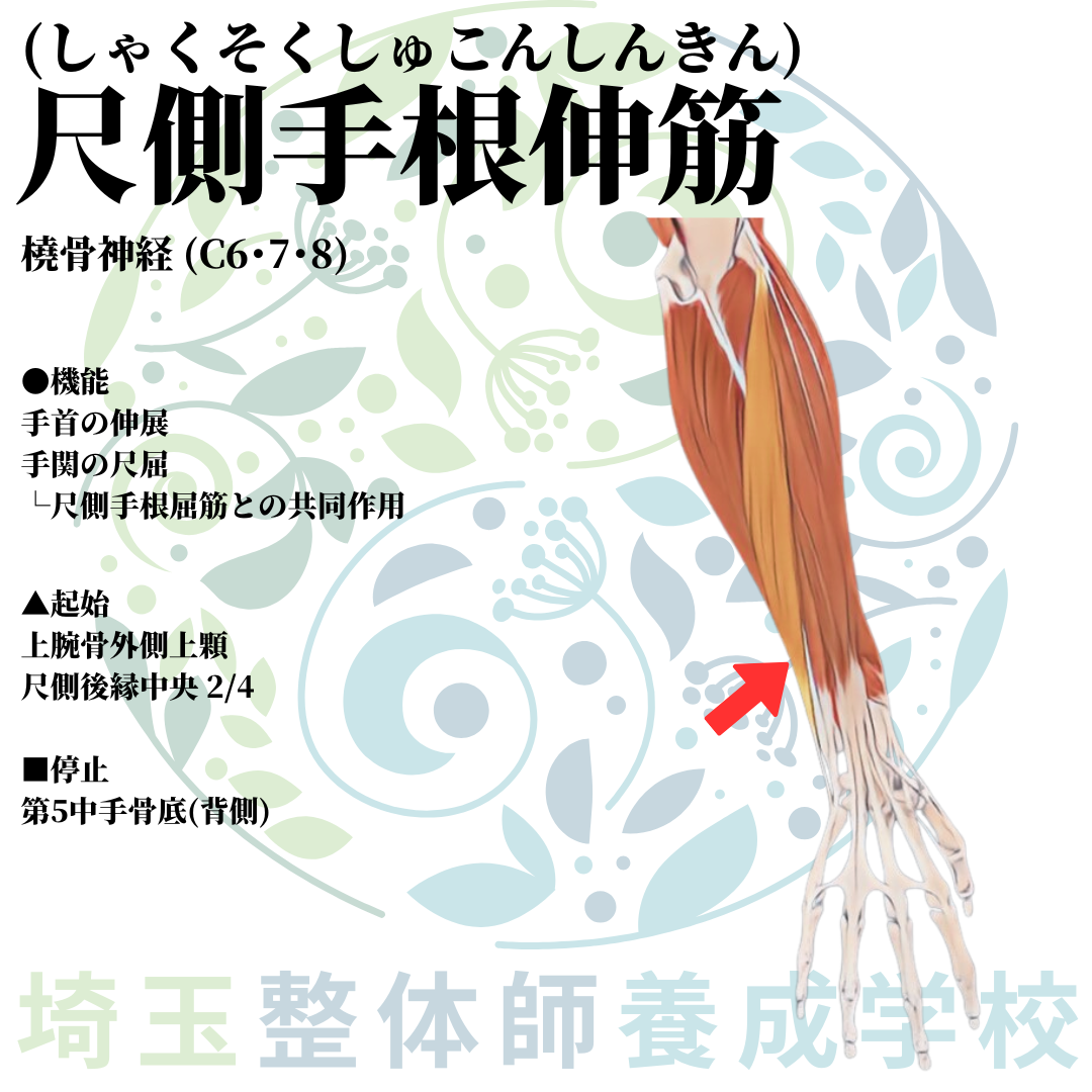 埼玉県さいたま市で整体師の資格を短期で最短2ヶ月で安く取得!ブログ画像上肢29