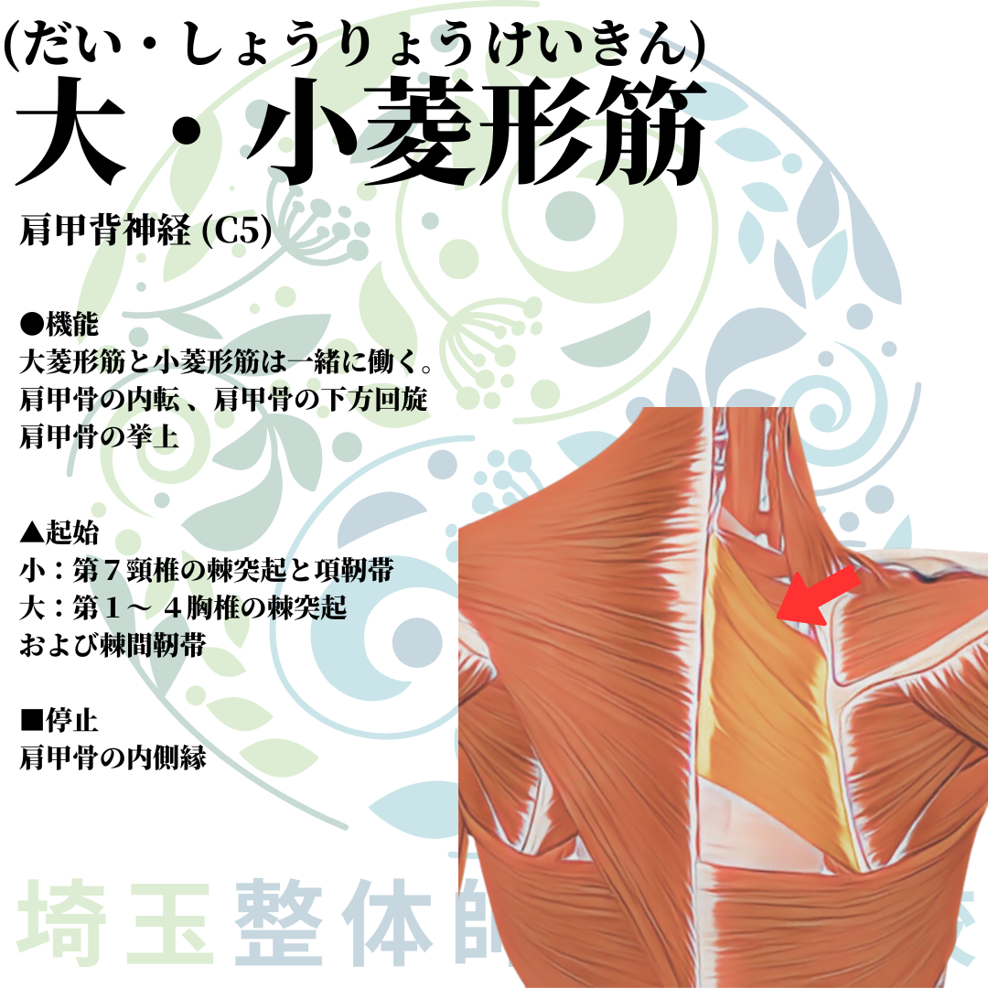 埼玉県さいたま市で整体師の資格を短期で最短2ヶ月で安く取得！ブログ画像上肢3