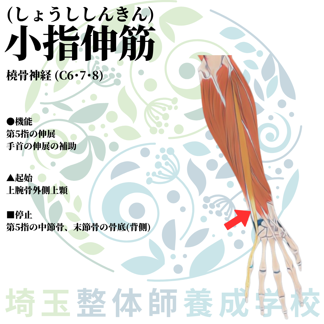 埼玉県さいたま市で整体師の資格を短期で最短2ヶ月で安く取得!ブログ画像上肢30