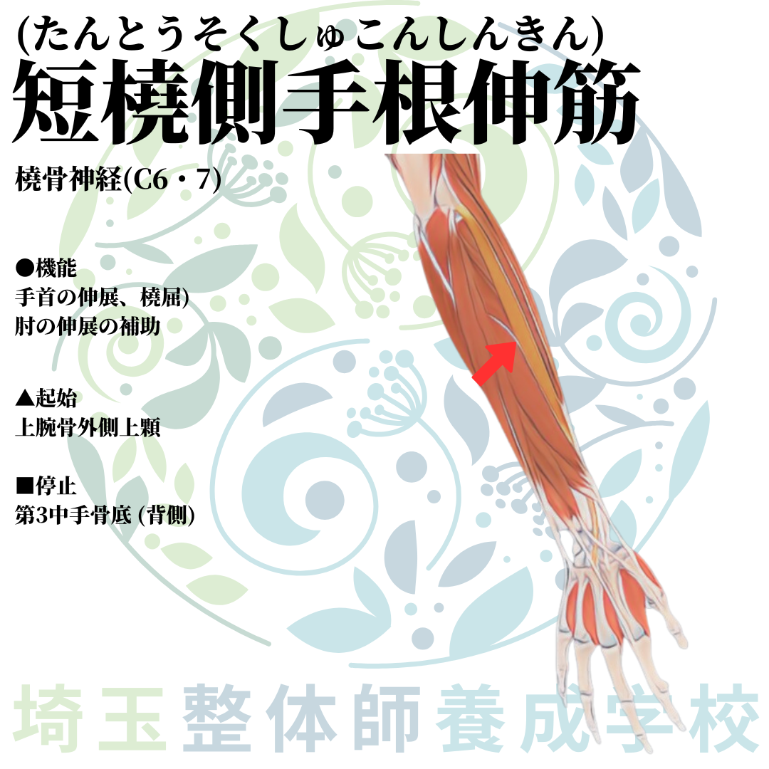埼玉県さいたま市で整体師の資格を短期で最短2ヶ月で安く取得!ブログ画像上肢31