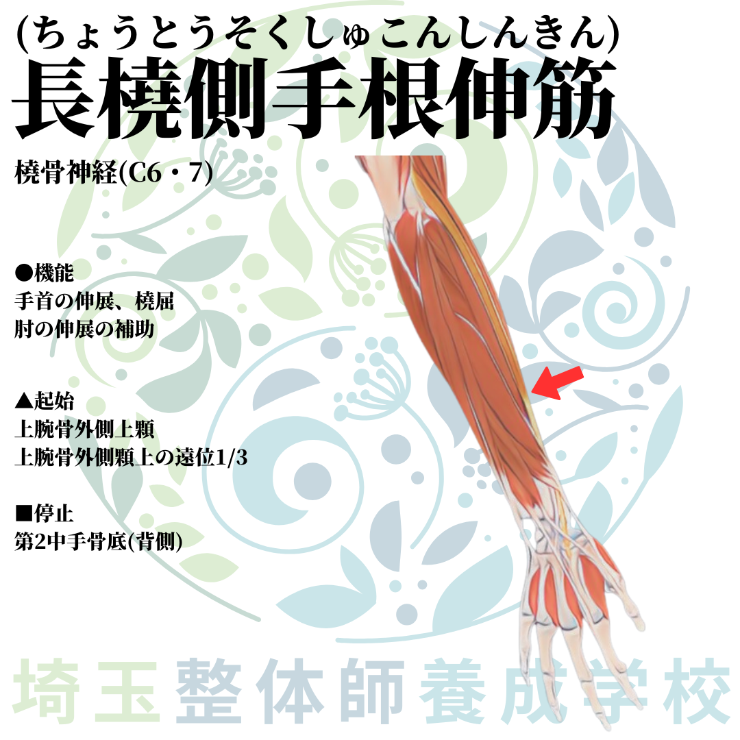 埼玉県さいたま市で整体師の資格を短期で最短2ヶ月で安く取得!ブログ画像上肢32