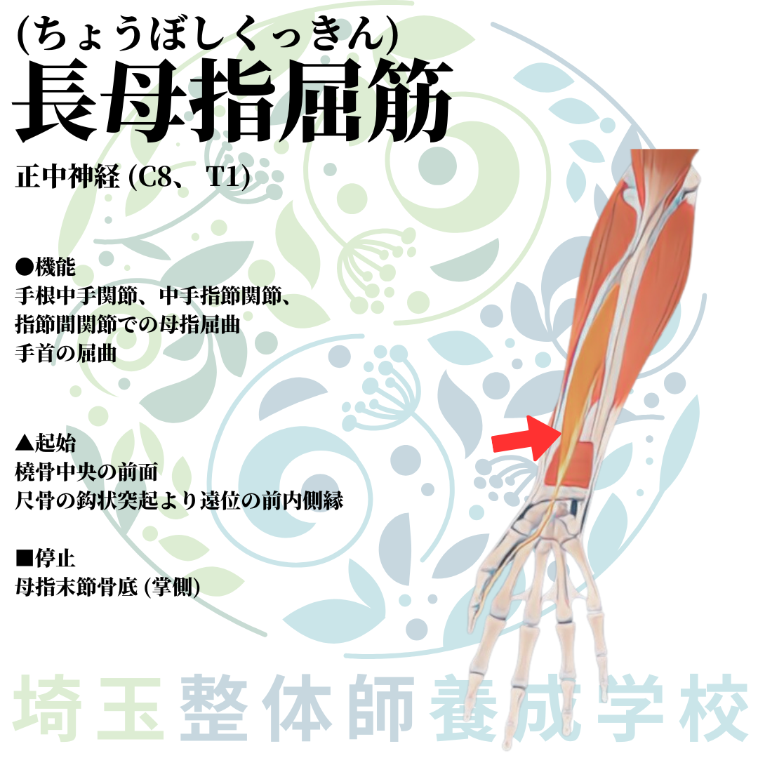埼玉県さいたま市で整体師の資格を短期で最短2ヶ月で安く取得!ブログ画像上肢33