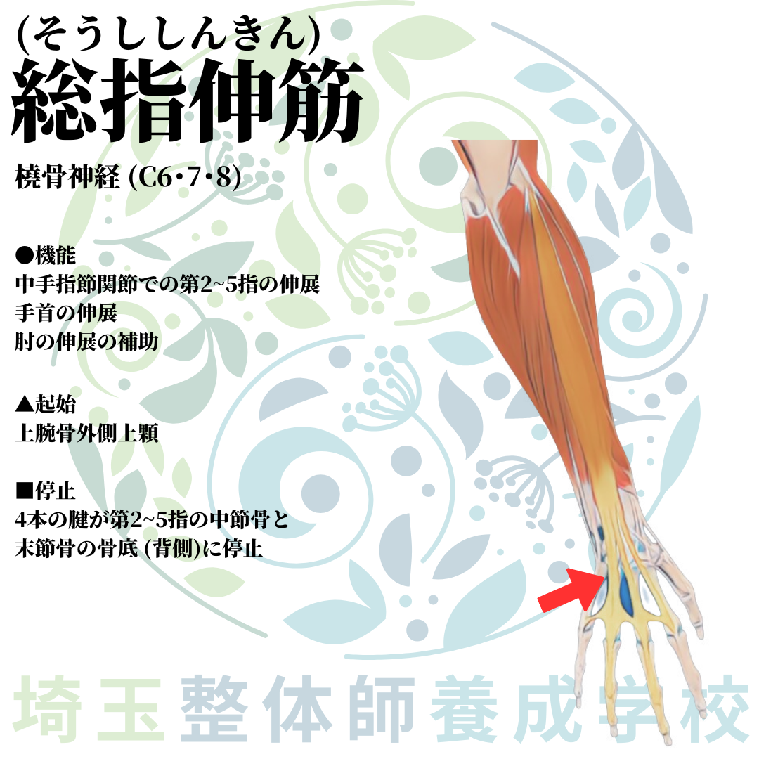 埼玉県さいたま市で整体師の資格を短期で最短2ヶ月で安く取得！ブログ画像上肢34