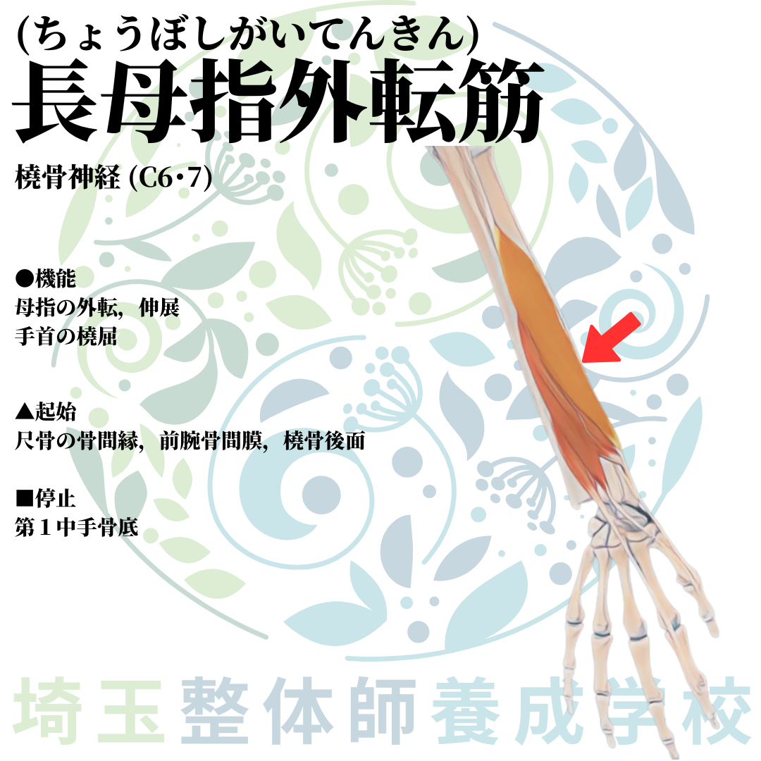 埼玉県さいたま市で整体師の資格を短期で最短2ヶ月で安く取得！ブログ画像上肢38