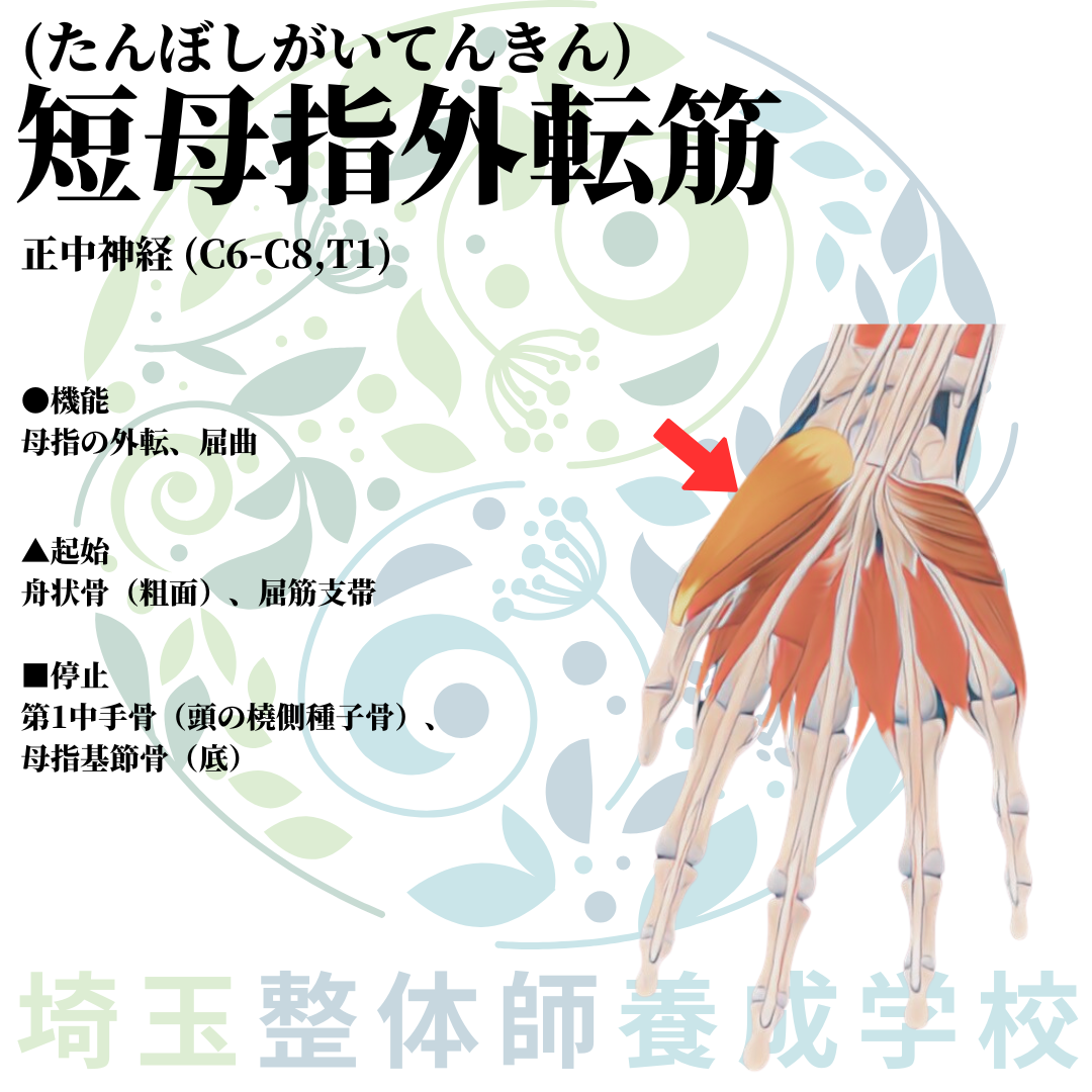 埼玉県さいたま市で整体師の資格を短期で最短2ヶ月で安く取得！ブログ画像上肢39