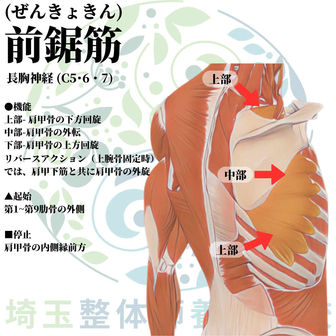 埼玉県さいたま市で整体師の資格を短期で最短2ヶ月で安く取得！ブログ画像上肢4