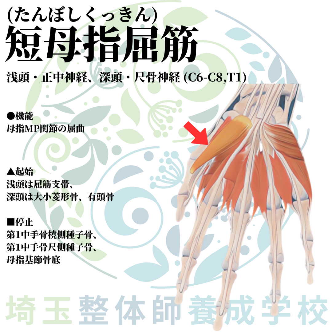 埼玉県さいたま市で整体師の資格を短期で最短2ヶ月で安く取得！ブログ画像上肢40