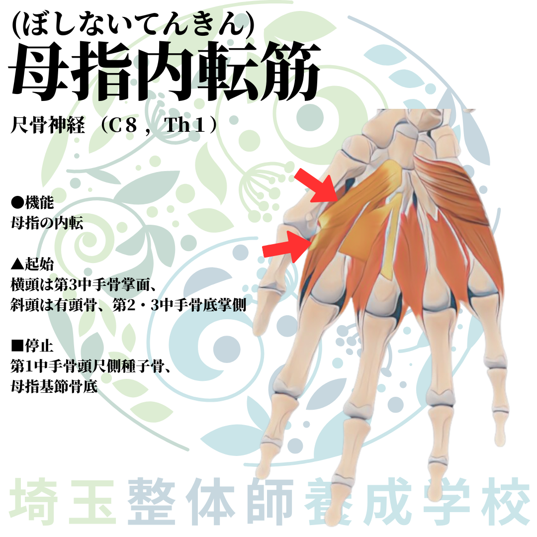 埼玉県さいたま市で整体師の資格を短期で最短2ヶ月で安く取得!ブログ画像上肢42