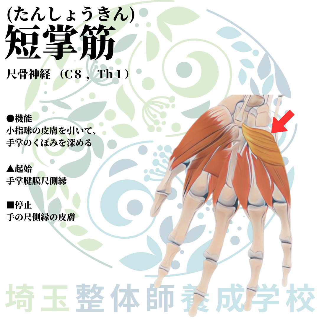 埼玉県さいたま市で整体師の資格を短期で最短2ヶ月で安く取得！ブログ画像上肢43