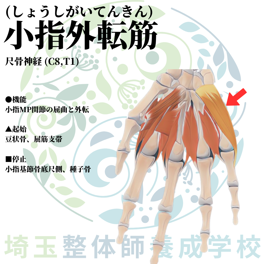 埼玉県さいたま市で整体師の資格を短期で最短2ヶ月で安く取得！ブログ画像上肢44