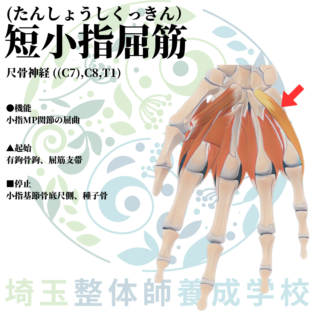 埼玉県さいたま市で整体師の資格を短期で最短2ヶ月で安く取得！ブログ画像上肢45