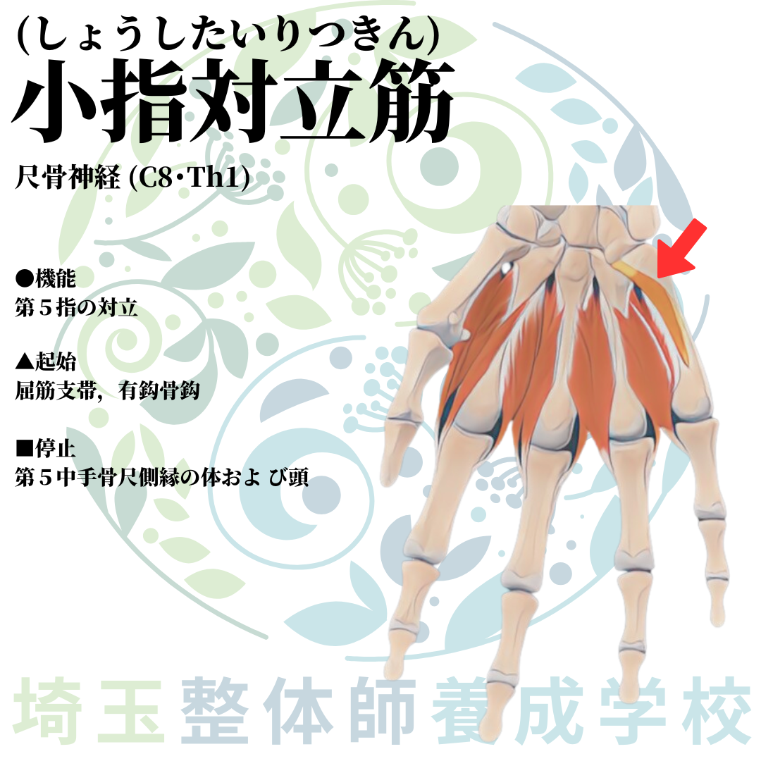 埼玉県さいたま市で整体師の資格を短期で最短2ヶ月で安く取得！ブログ画像上肢46