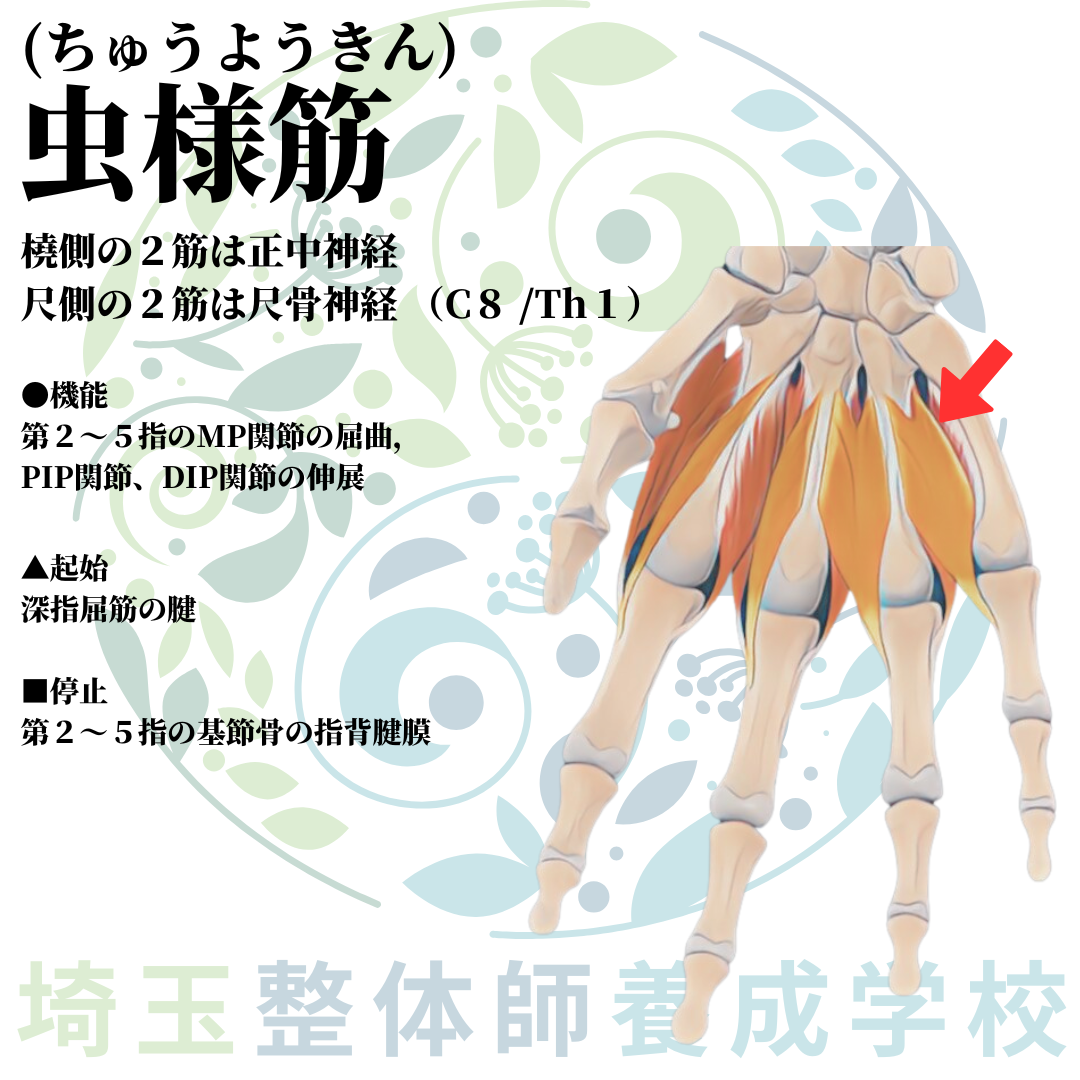 埼玉県さいたま市で整体師の資格を短期で最短2ヶ月で安く取得！ブログ画像上肢47