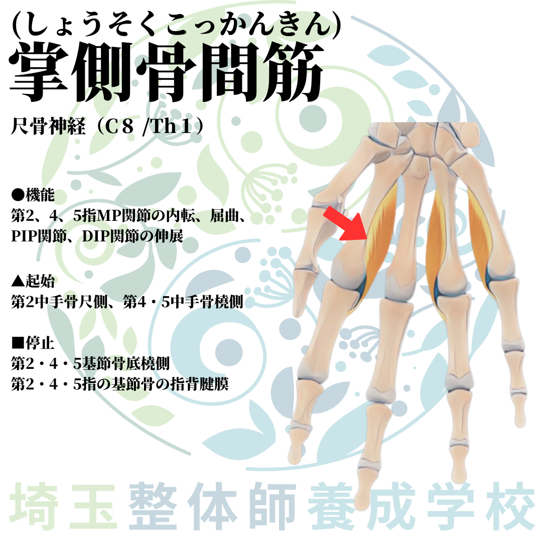 埼玉県さいたま市で整体師の資格を短期で最短2ヶ月で安く取得！ブログ画像上肢48