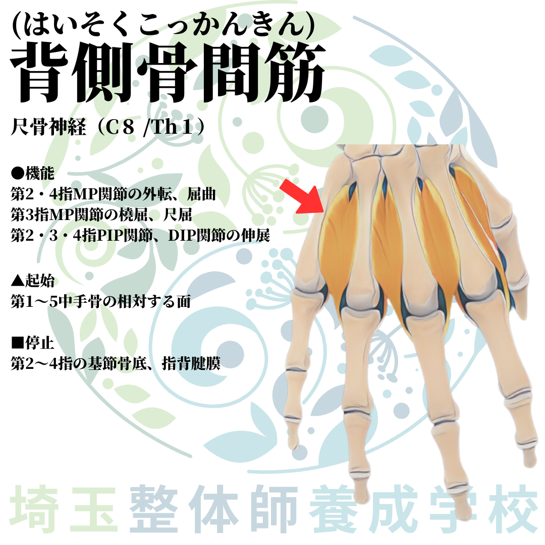 埼玉県さいたま市で整体師の資格を短期で最短2ヶ月で安く取得！ブログ画像上肢49