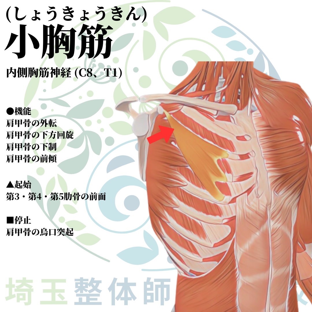 埼玉県さいたま市で整体師の資格を短期で最短2ヶ月で安く取得！ブログ画像上肢5