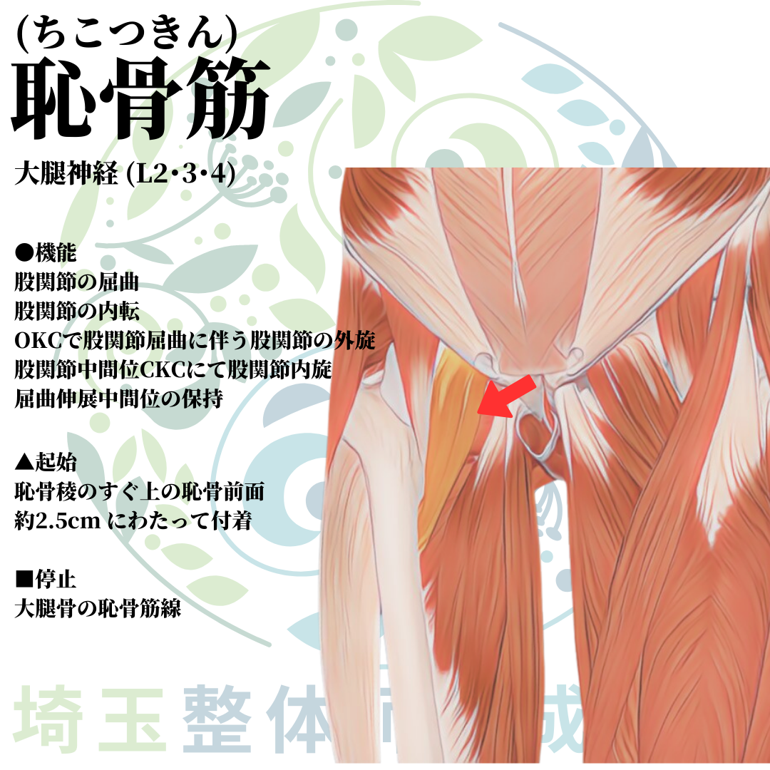 埼玉県さいたま市で整体師の資格を短期で最短2ヶ月で安く取得!ブログ画像2-6