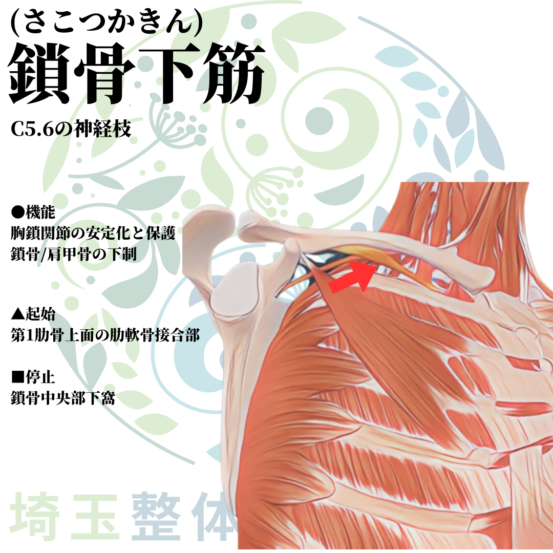 埼玉県さいたま市で整体師の資格を短期で最短2ヶ月で安く取得！ブログ画像上肢6