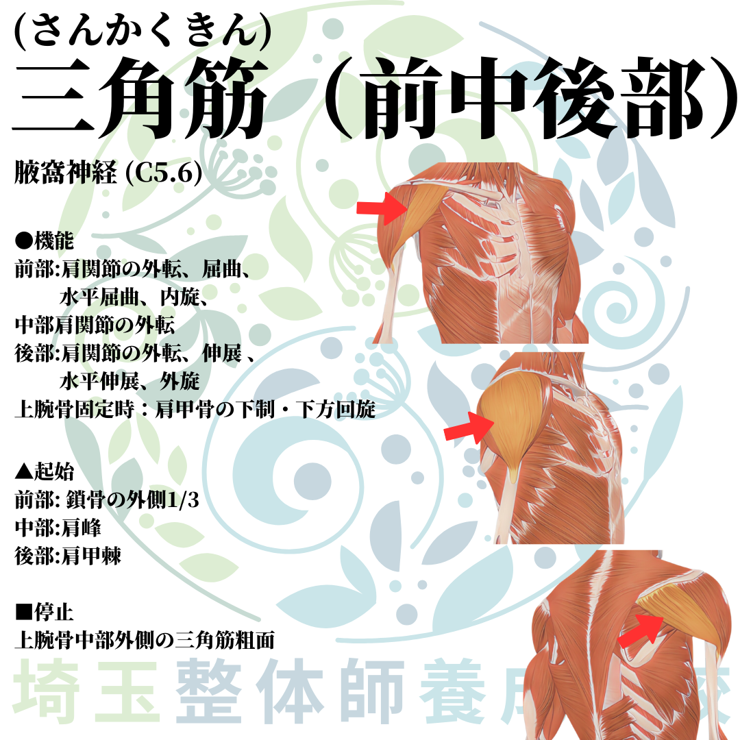 埼玉県さいたま市で整体師の資格を短期で最短2ヶ月で安く取得！ブログ画像上肢7
