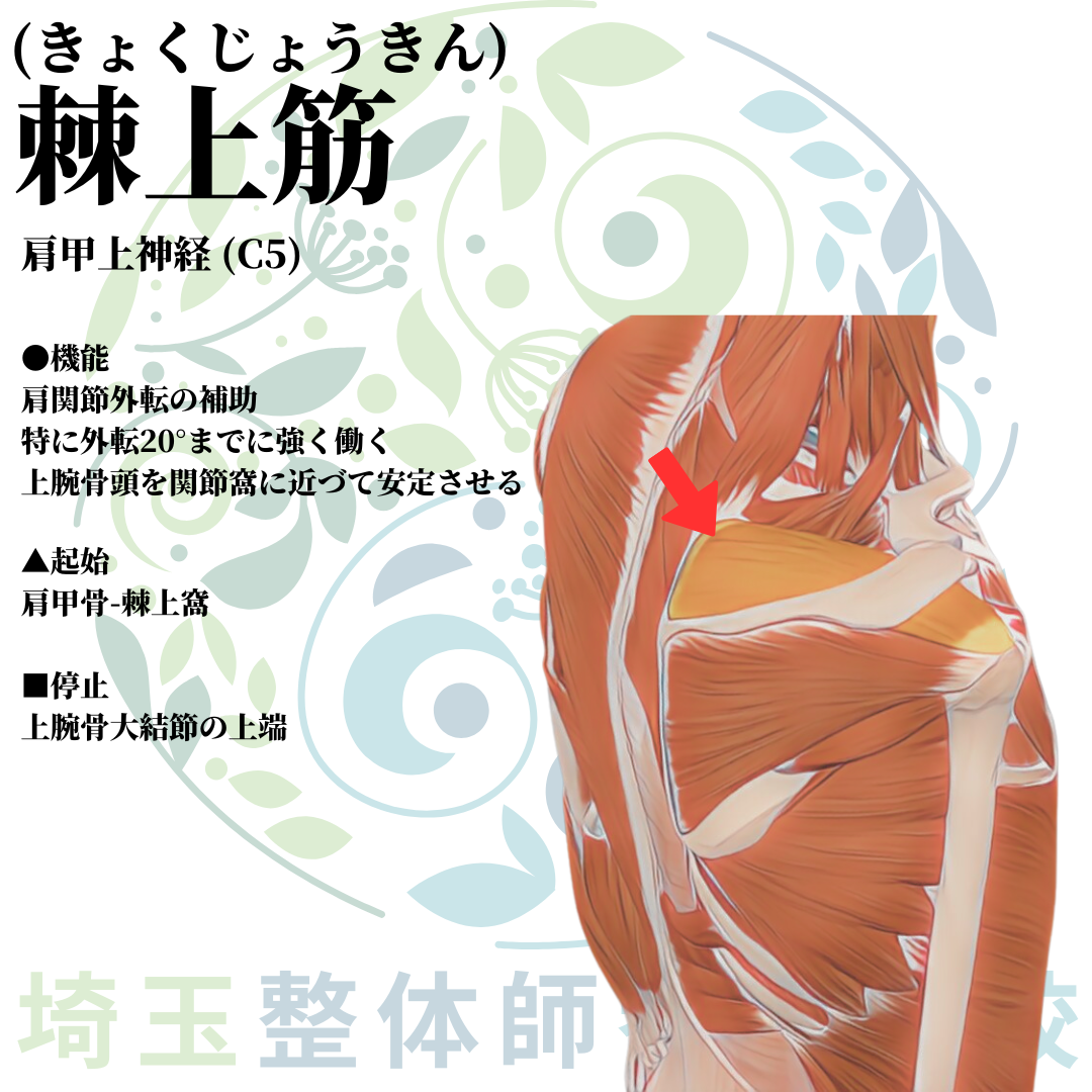 埼玉県さいたま市で整体師の資格を短期で最短2ヶ月で安く取得！ブログ画像上肢9